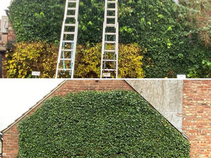 Northhort Takes Action Against Ivy Overgrowth in Car Park for Aus-Bore House, Wilmslow