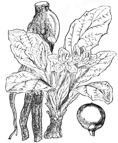 Mandrakes