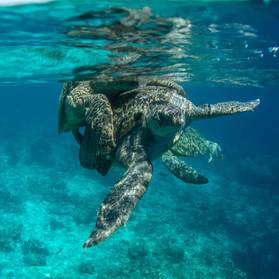Turtle mating