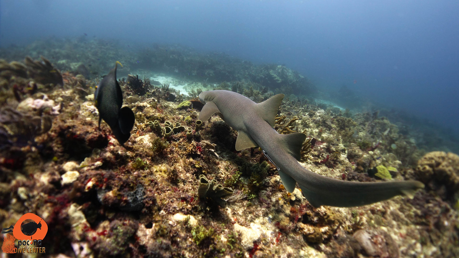 white tip shark at Sleeping Shark Cave off Isla Mujeres, Mexico