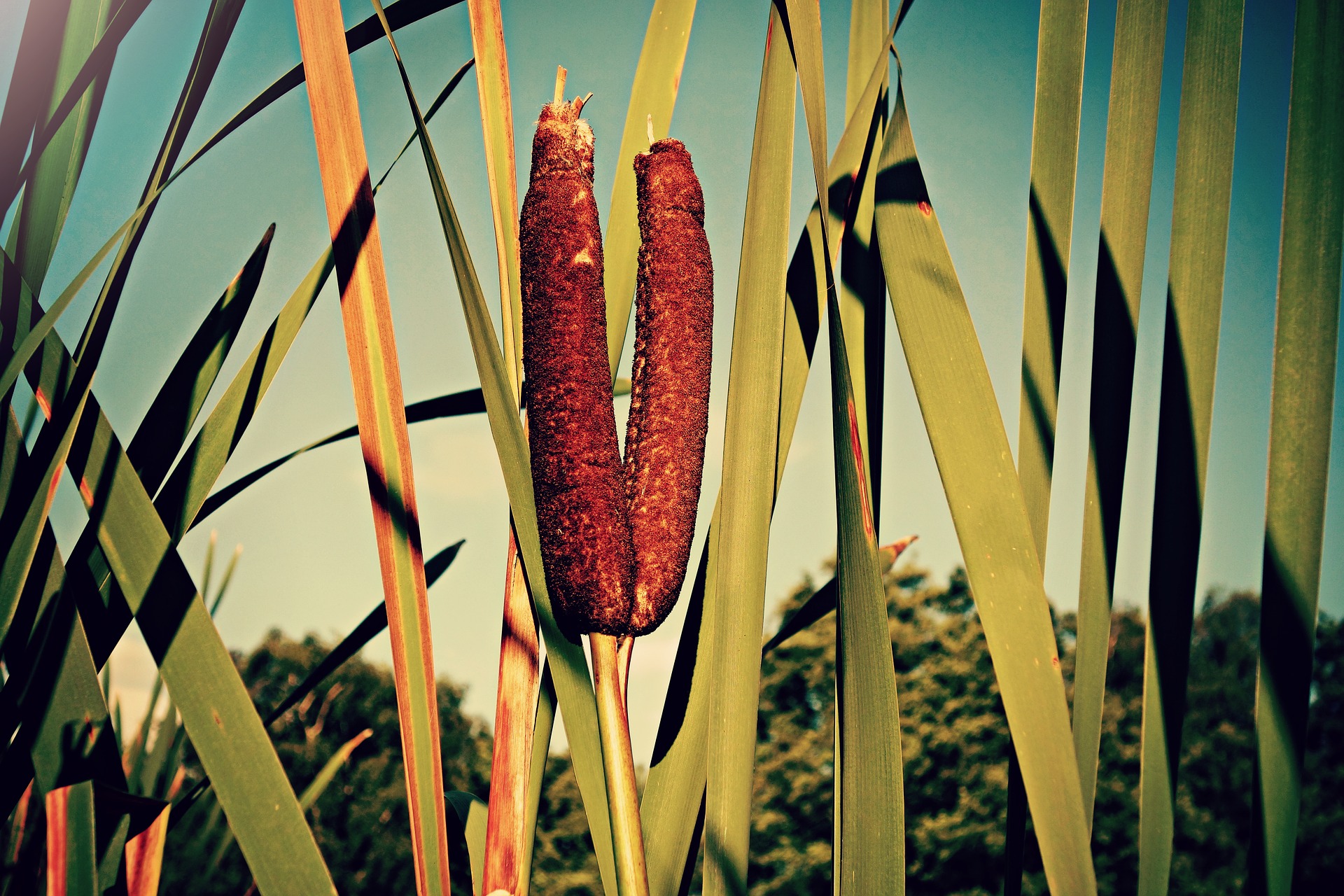Common Cattail