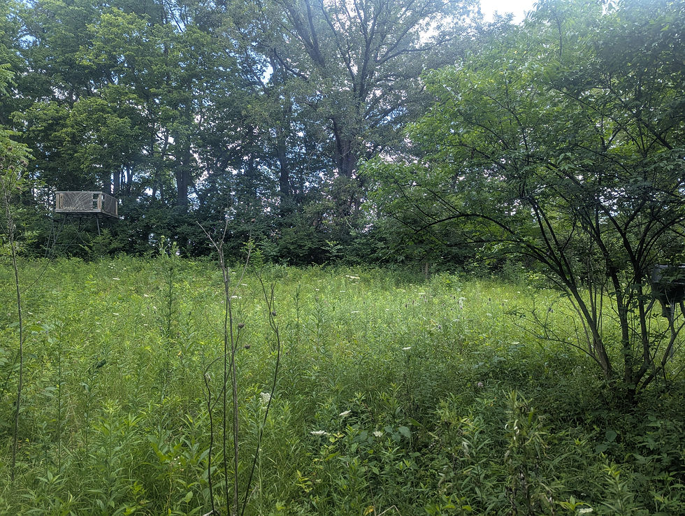 Hunting field before maintenance