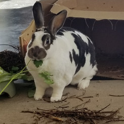 Harvey