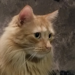 GUS