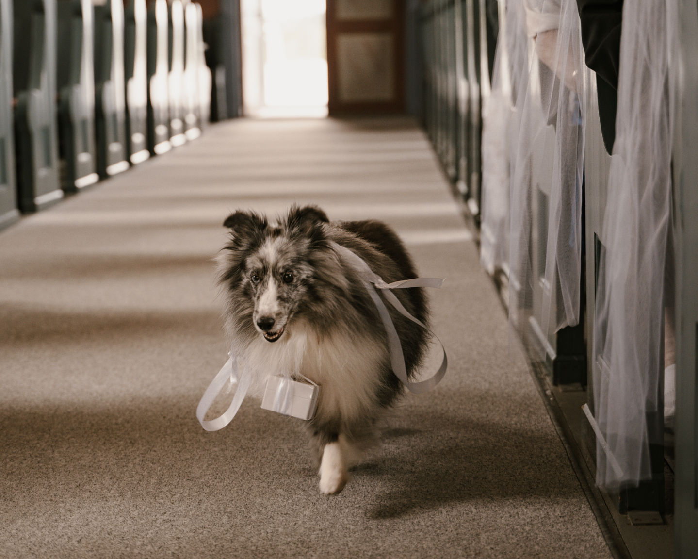 hund som ringbærer i kirken