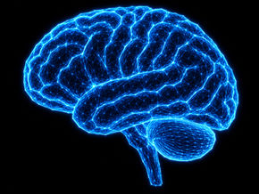 Brain