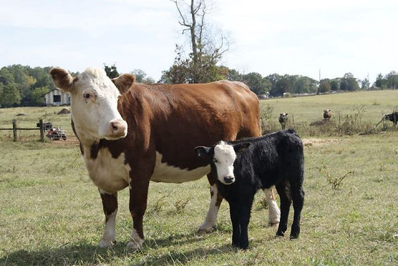Farm fresh meat for sale near me