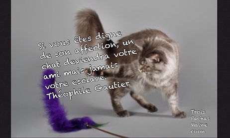 Maine Coon Suisse - Maine Coon Vaud - Neuchâtel - Fribourg