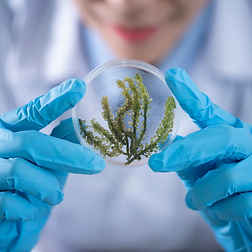 herbal scientist