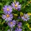 Thumbnail: Aster laevis (Smooth aster)