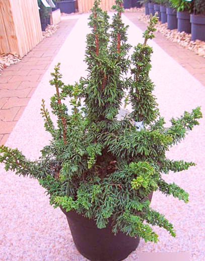 Thumbnail: Thuja occidentalis 'Malonyana Holub' (Malonyana Holub white cedar)