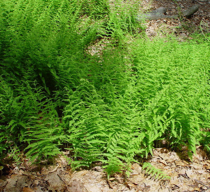 Dennstaedtia punctilobula (Hay Scented fern)