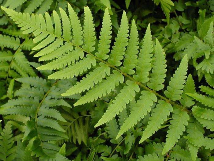 Dryopteris x australis (Dixie wood fern)