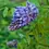 Thumbnail: Wisteria frutescens (American wisteria)