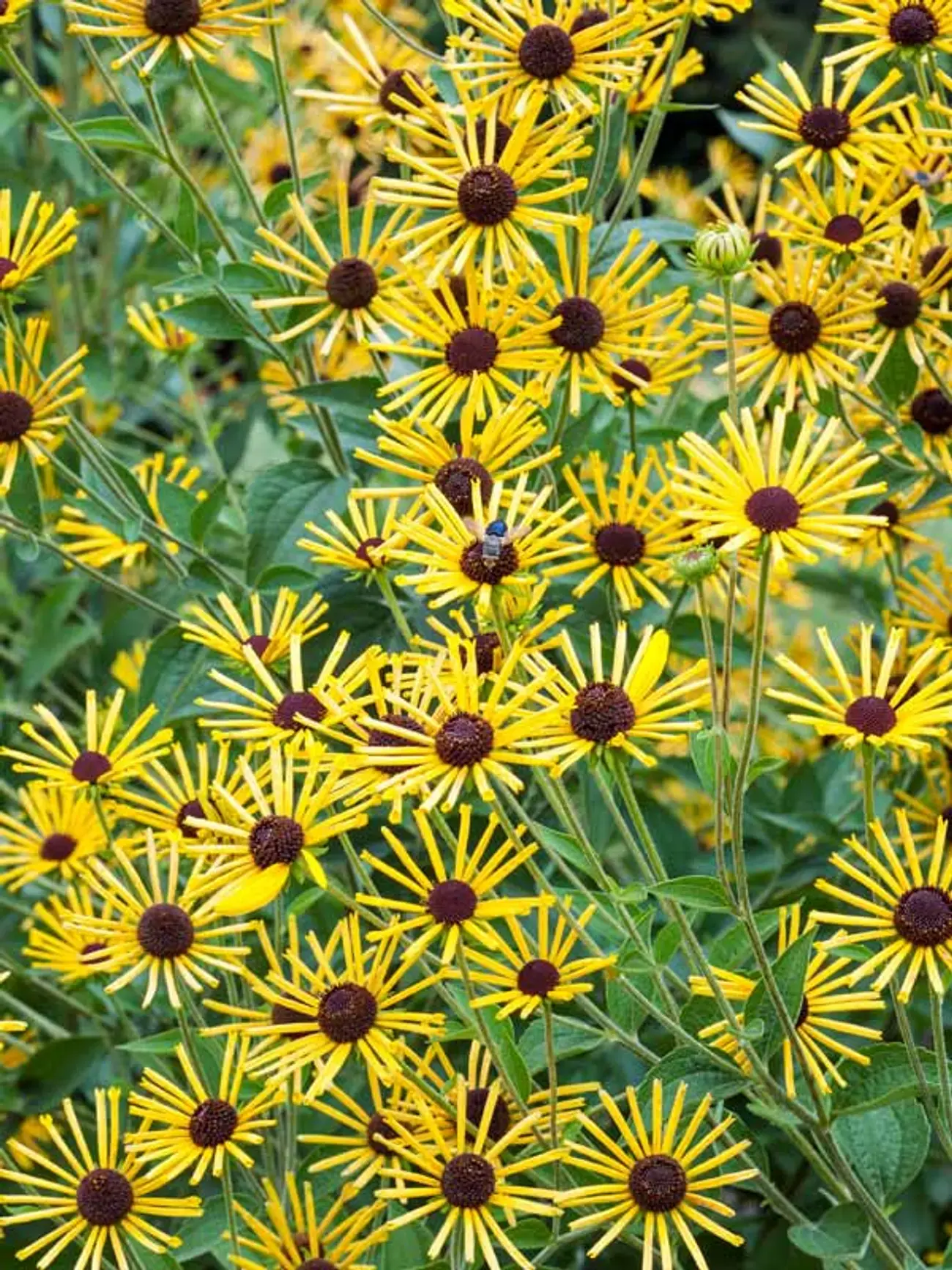 Rudbeckia subtomentosa 'Henry Eilers' (Henry Eilers sweet coneflower)
