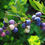 Thumbnail: Vaccinium angustifolium (Lowbush wild blueberry)
