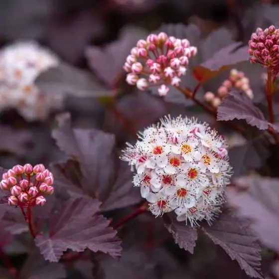 Thumbnail: Physocarpus opulifolius 'Monlo' (Monlo Ninebark)