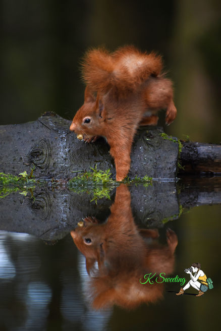 red squirrel reflection photography