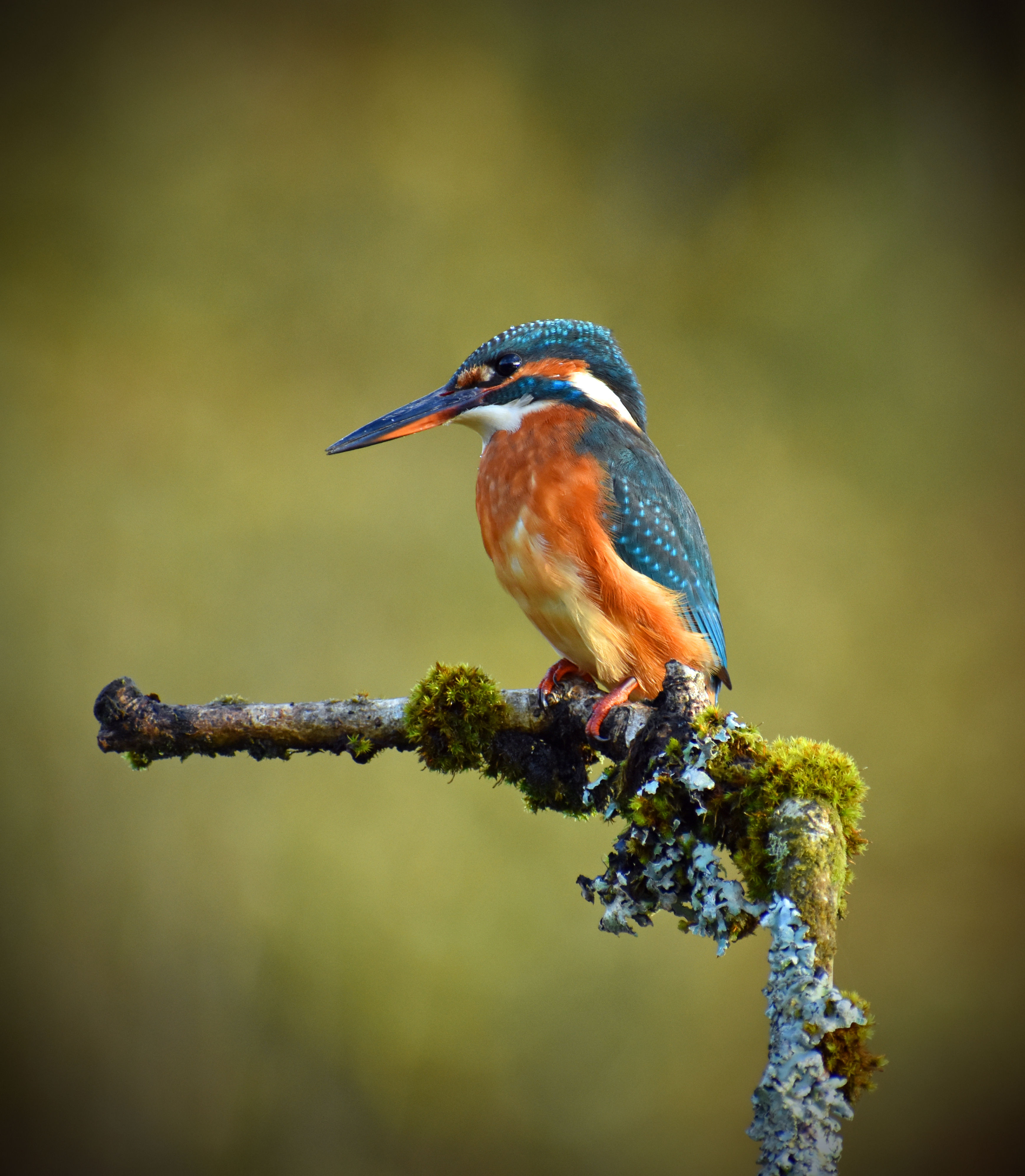 kingfisher on branch 4 photographic print