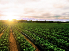 Wiaan Smit | Food security: Where agriculture meets finance