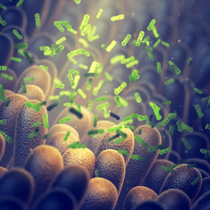 MICROBIOMA Medicamentos comunes destruyen el microbioma