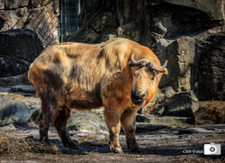 büffel (1 von 1)
