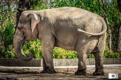Elefant 1 (1 von 1)