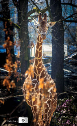 Giraffe