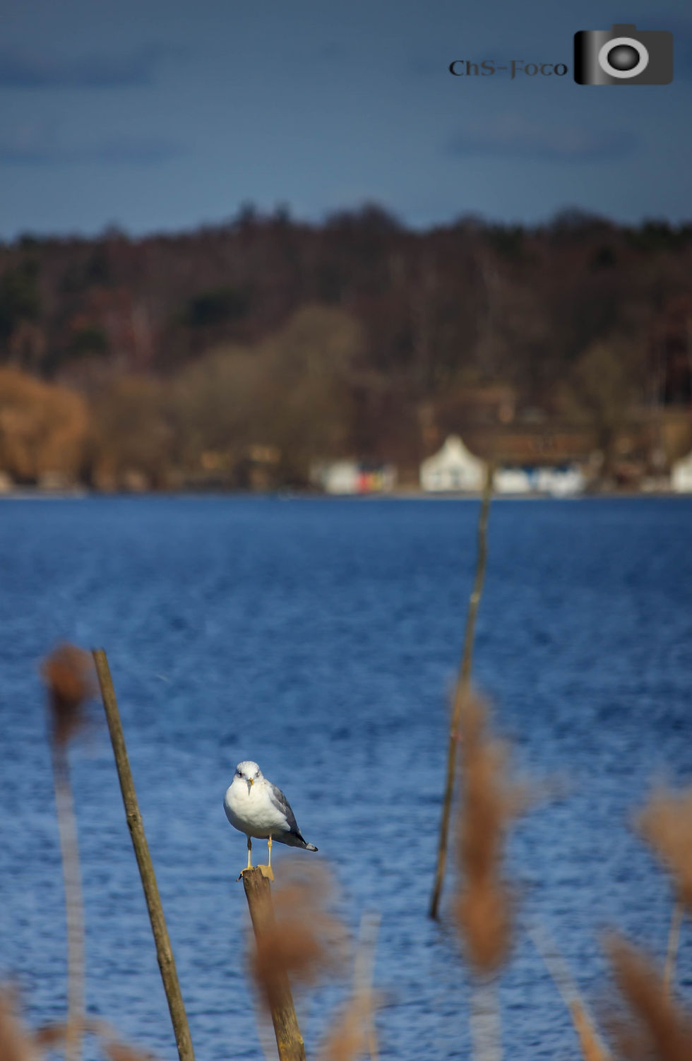 Möwe wannsee (1 von 1)