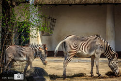 Zebra & Baby (1 von 1)