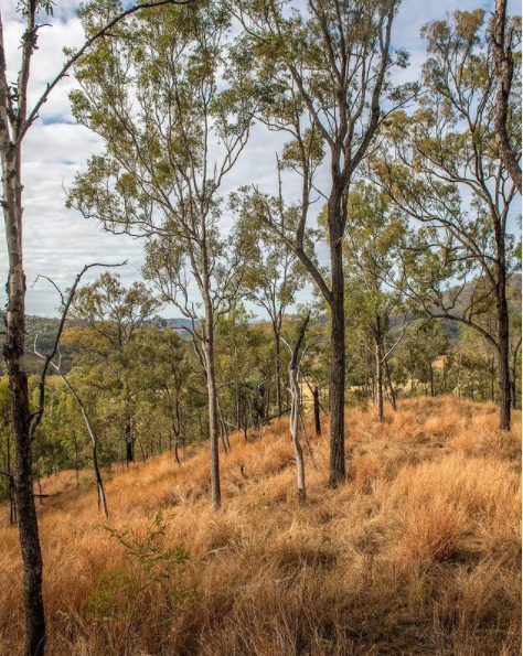 Incredible Eucalypts of the LLR
