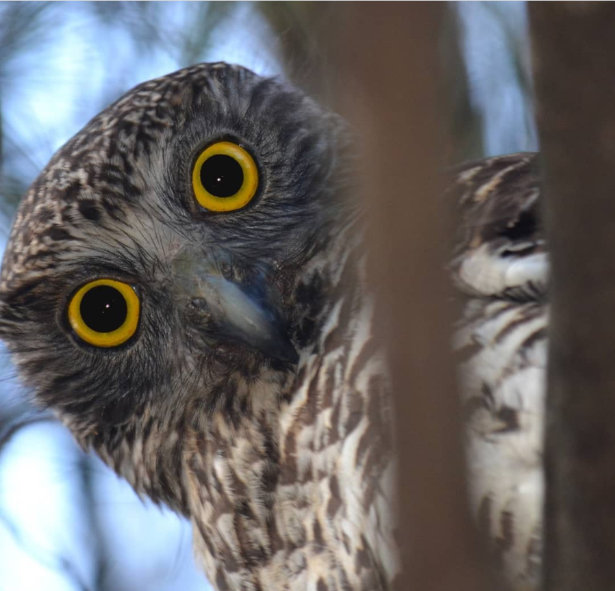 Powerful owl