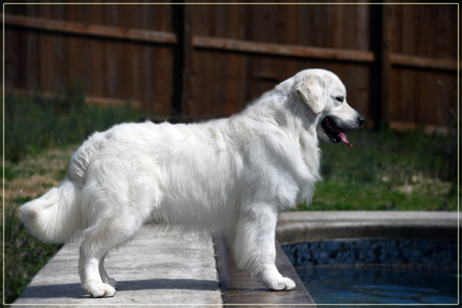 Mr. Darcy Golden Retriever Arkgold It Was All For You