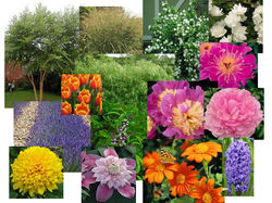 Planting scheme