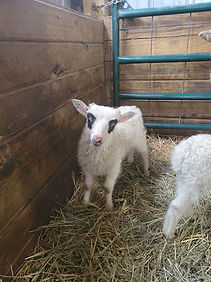 Carmel Ram Lamb.jpg