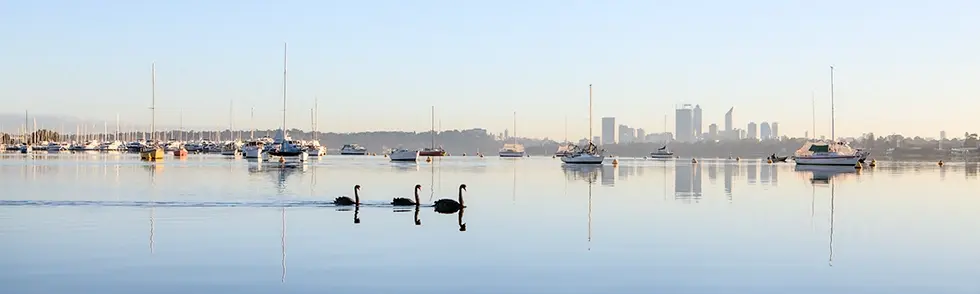 Black Swans on the Swan River at Applecross Art Print
