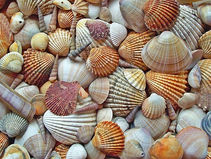 Farage running out of shell companies