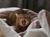 Old lady arrested for calling her cat Palestine Action