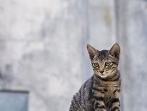Nation's Cats keeping an eye on something funny going on in living room corner