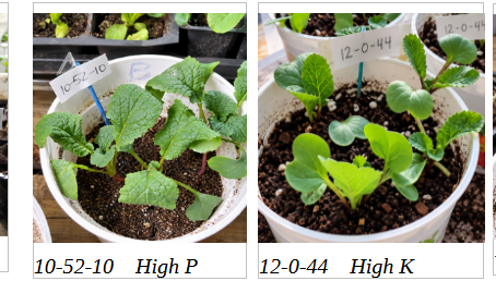 Seedlings in cups