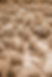 desert-plants-growing-on-dry-soil-2026-01-06-09-26-03-utc.jpg