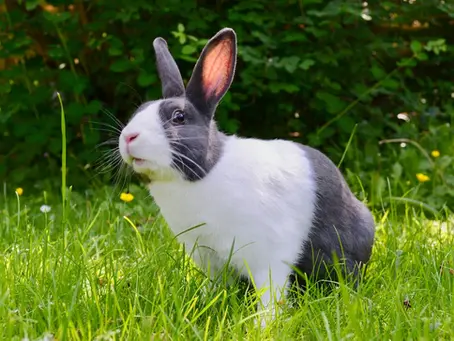 Why Rabbits Make Great Pets