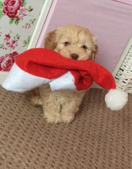 Our Precious Animals