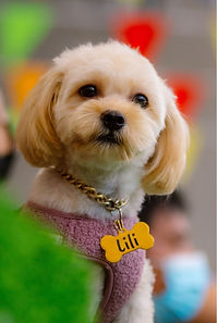 Small dog named Lili