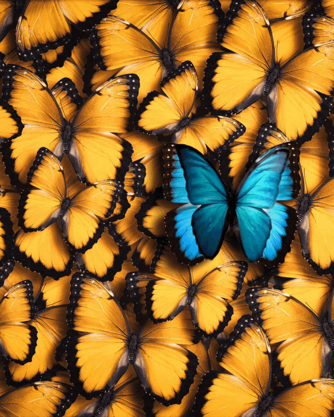 blue butterfly amongst orange butterflies