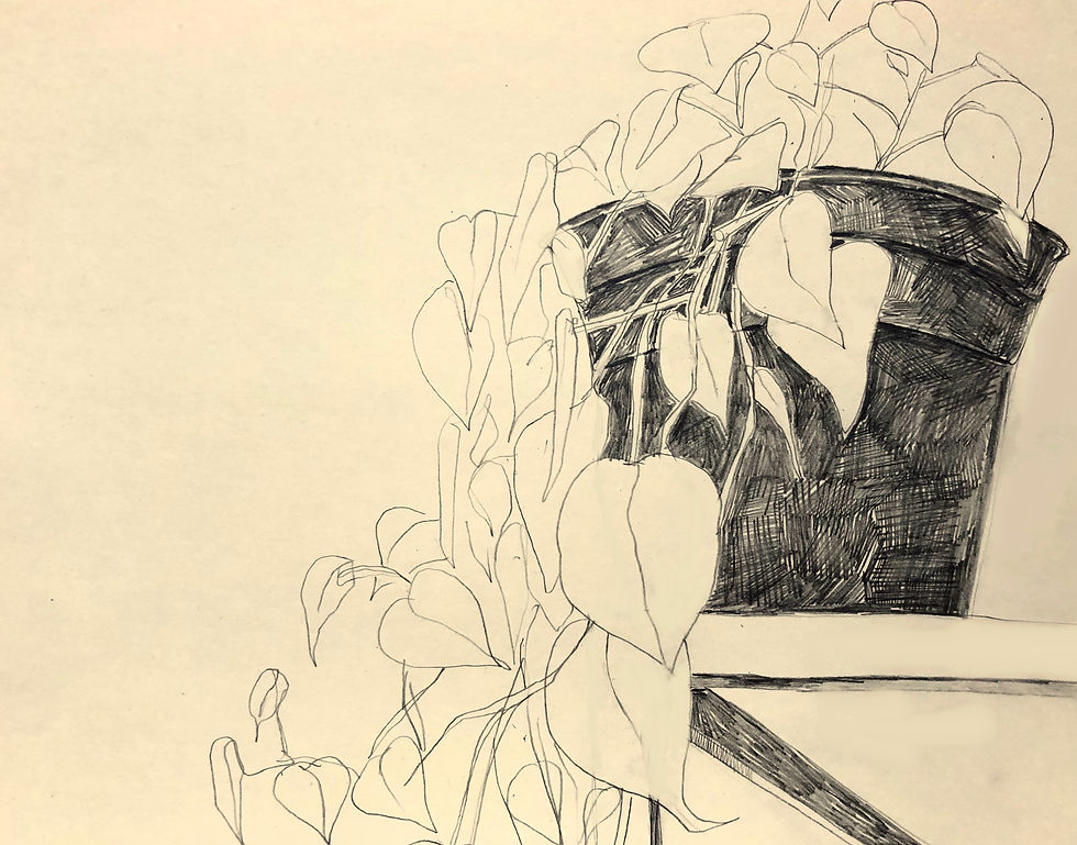 philodendron 1