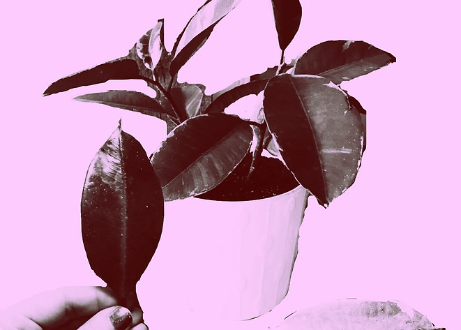 rubber plant no1.JPG