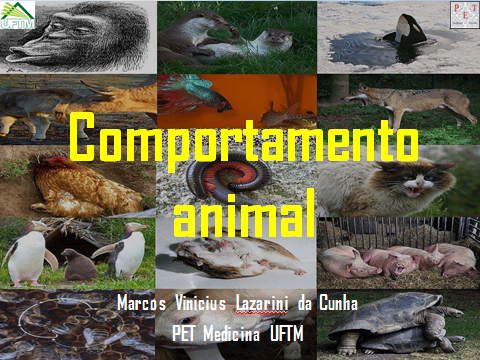 Comportamento Animal