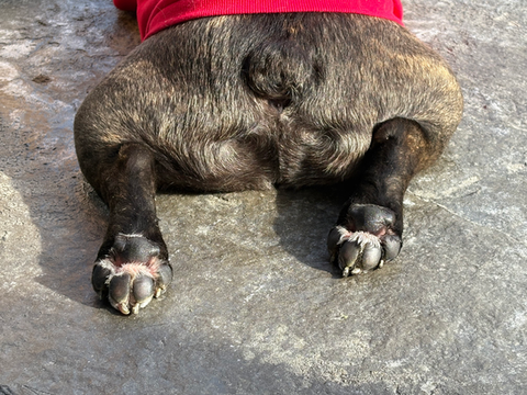 A bulldog's rear with paws, visible on a gray ground