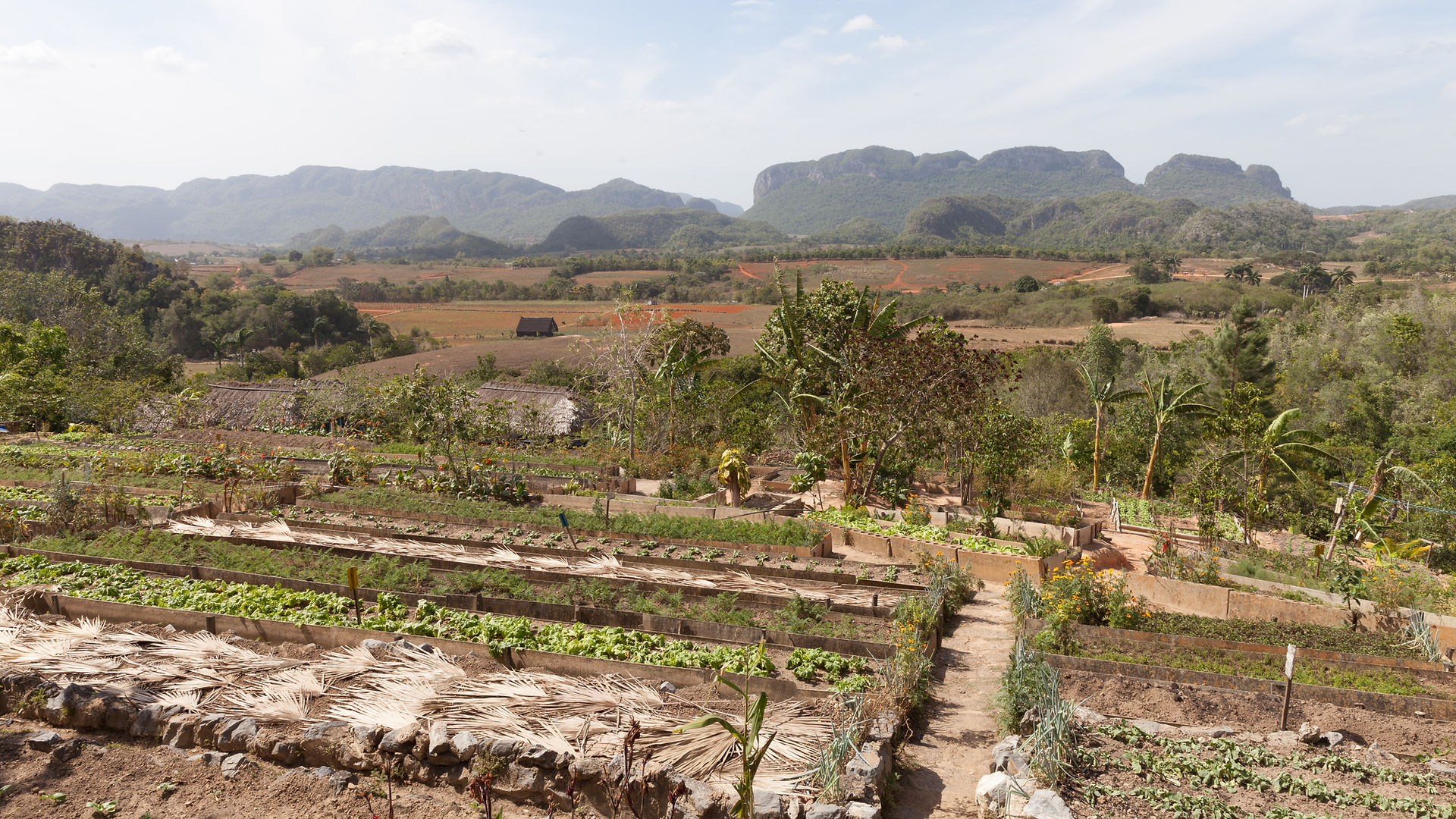 Overlooking the raised garden beds The best farm to table and agritourism experience in Viñales, Cuba. ©AlonzoWright for Manifesting Travel